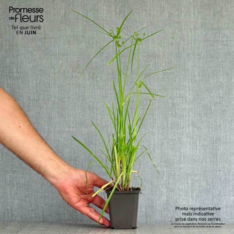 Amostra de Cyperus glaber Vaso de 8/9 cm tal como entregue no verão