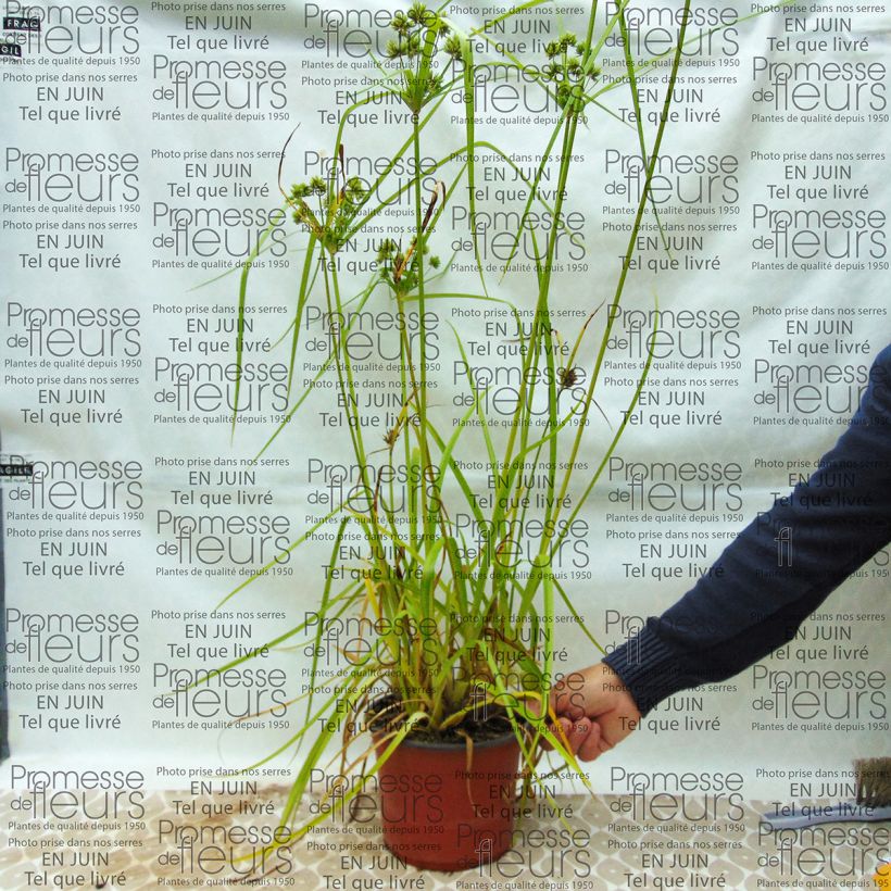 Exemplo de amostra de Cyperus glaber Vaso de 4 L/5 L tal como entregue