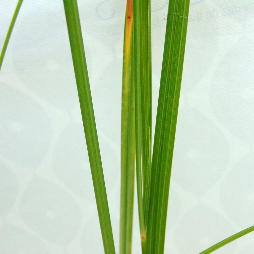 Cyperus longus (Folhagem)