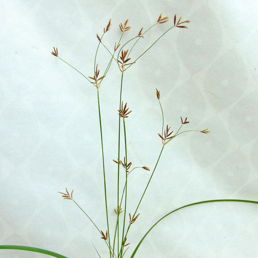 Cyperus longus (Floração)