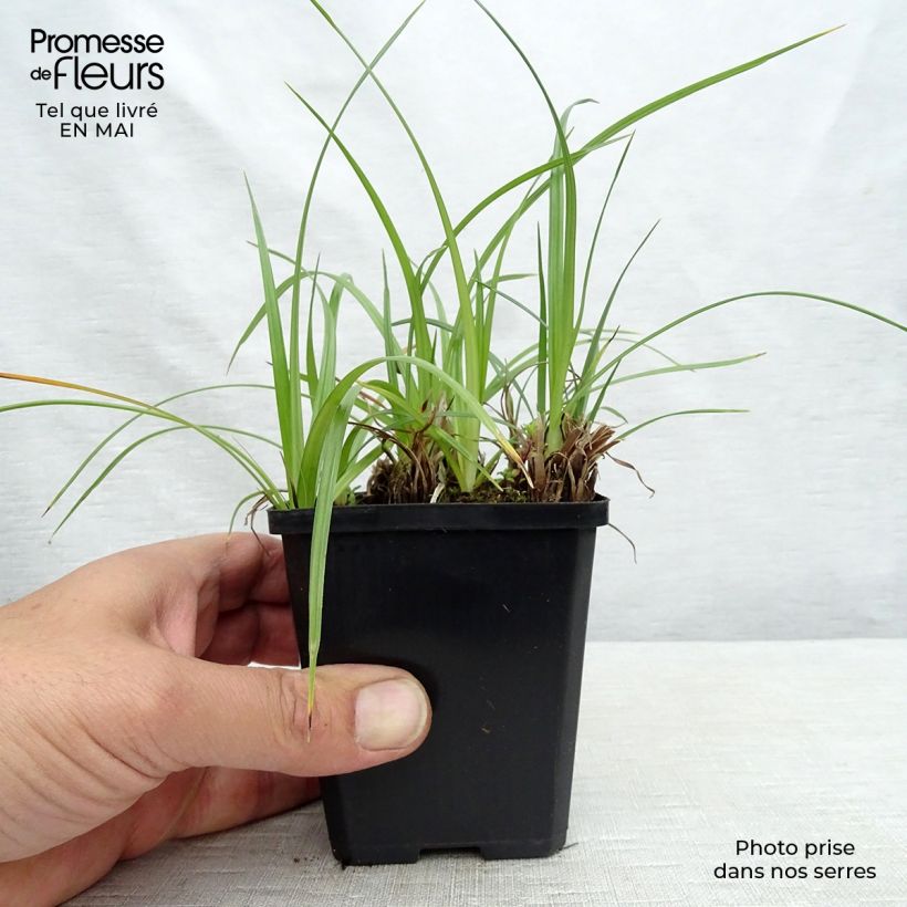 Amostra de Cyperus longus Vaso de 8/9 cm tal como entregue na primavera