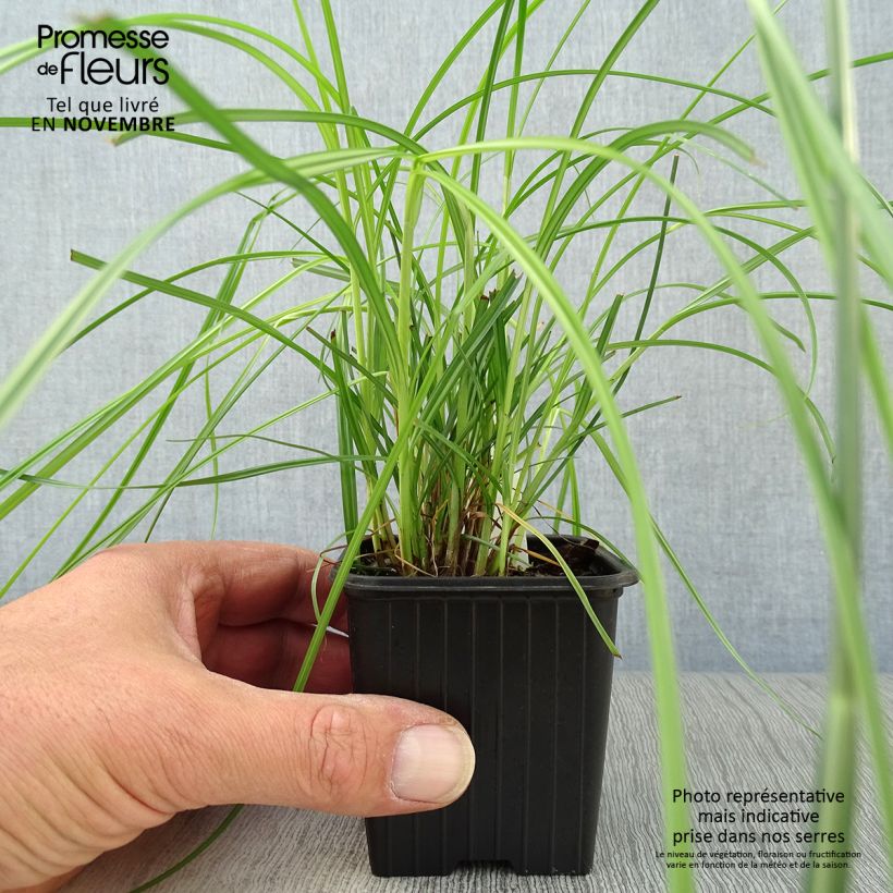 Amostra de Cyperus longus Vaso de 8/9 cm tal como entregue no outono