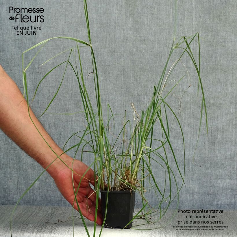 Amostra de Cyperus longus Vaso de 8/9 cm tal como entregue no verão