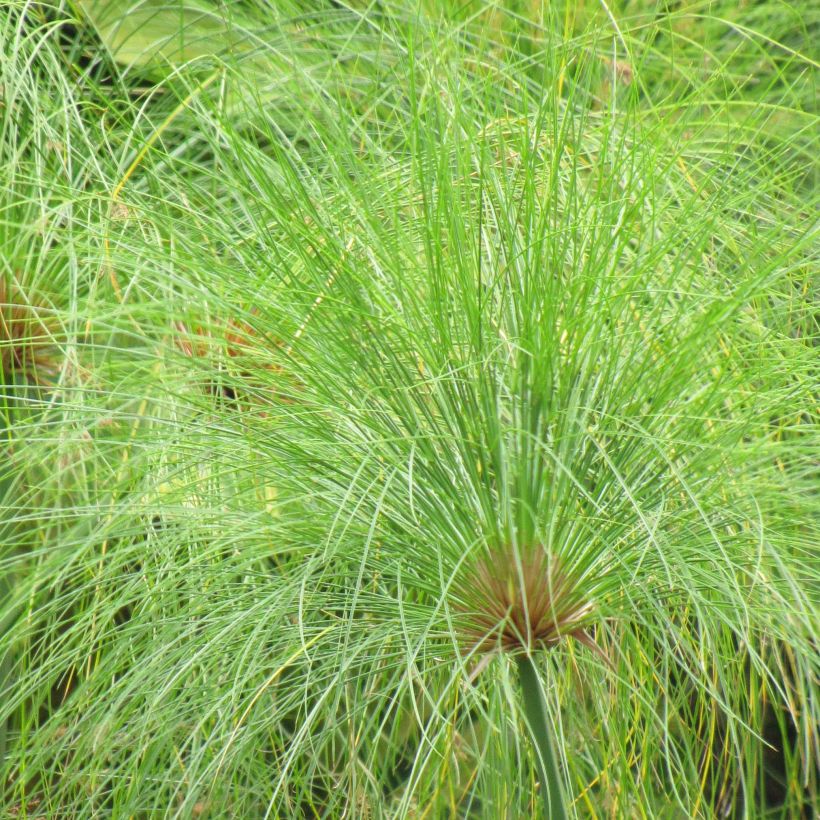 Cyperus papyrus (Folhagem)