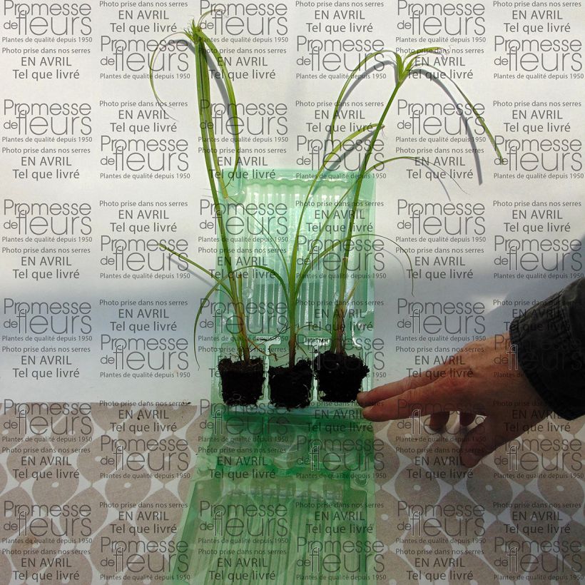 Exemplo de amostra de Cyperus papyrus Akhenaton Mini-motte Ø 3/4 cm, Plant vert de 5 à 10 cm de haut tal como entregue