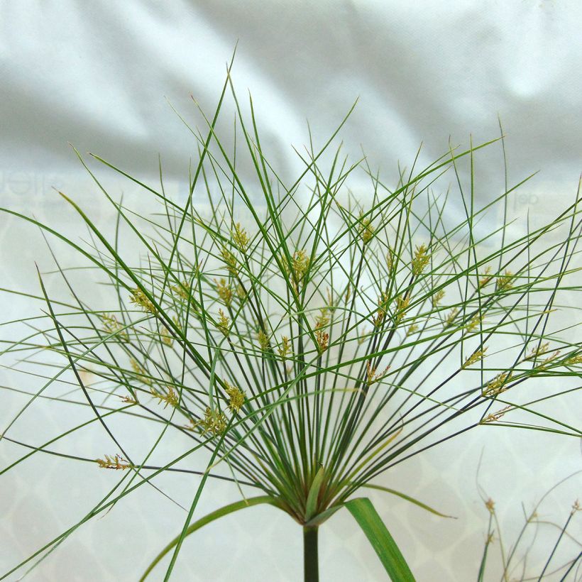 Papiro Akhenaton - Cyperus papyrus (Floração)