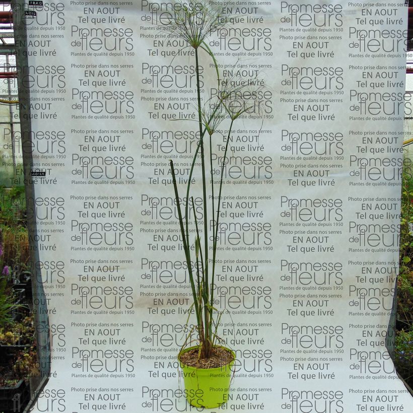 Exemplo de amostra de Cyperus papyrus Akhenaton Vaso de 2 L/3 L tal como entregue