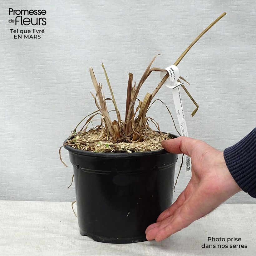 Amostra de Cyperus papyrus Vaso de 2 L/3 L tal como entregue na primavera