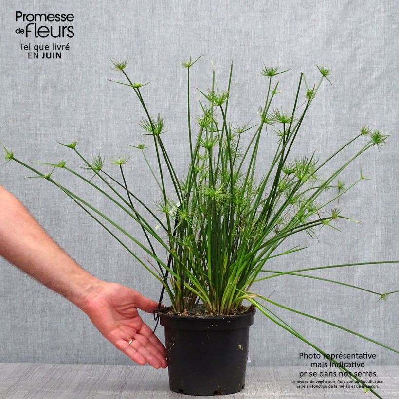 Amostra de Cyperus prolifer Vaso de 3 L/4 L tal como entregue no verão