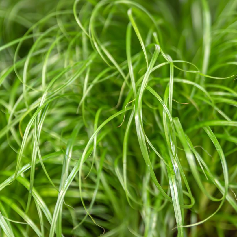 Cyperus alternifolius em sementes - Papiro-umbela (Folhagem)