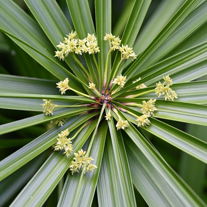 Cyperus alternifolius em sementes - Papiro-umbela (Floração)