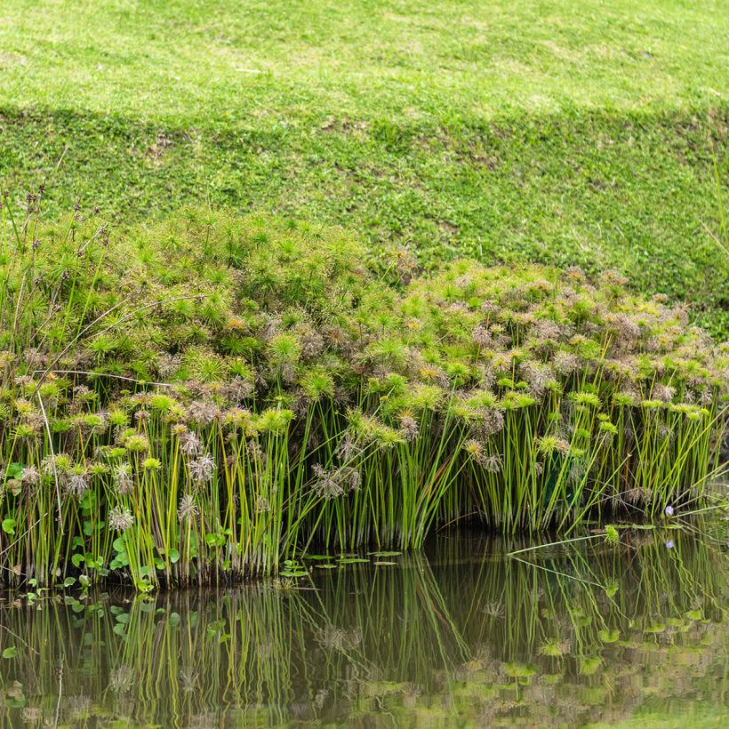 Cyperus alternifolius em sementes - Papiro-umbela (Hábito)