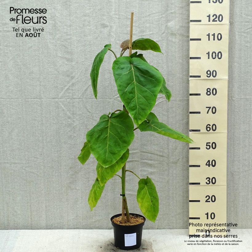 Amostra de Tamarillo Vermelho (Cyphomandra betacea Red) Vaso de 3 L/4 L tal como entregue no verão