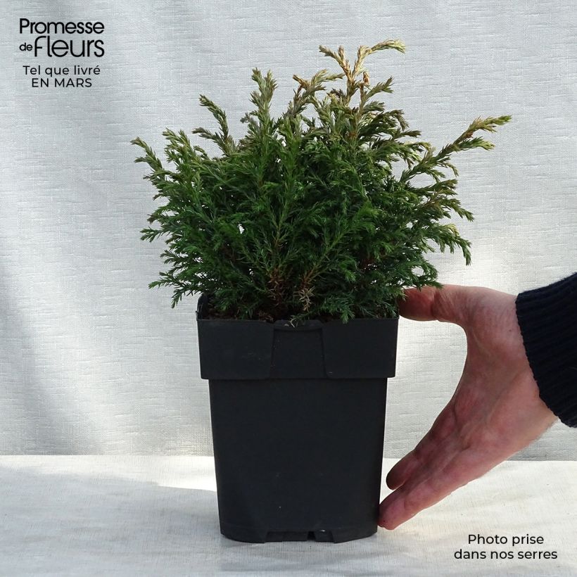 Amostra de Cyprès Sawara - Chamaecyparis pisifera Baby Blue                Vaso de 3 L/4 L tal como entregue no inverno