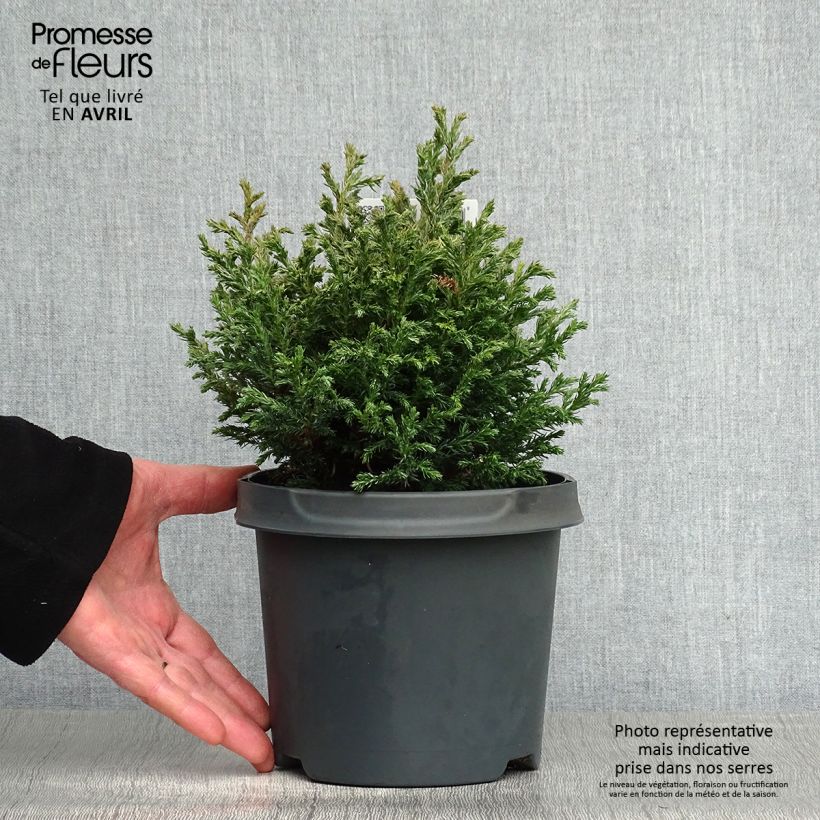 Amostra de Chamaecyparis pisifera Baby Blue Vaso de 3 L/4 L tal como entregue na primavera