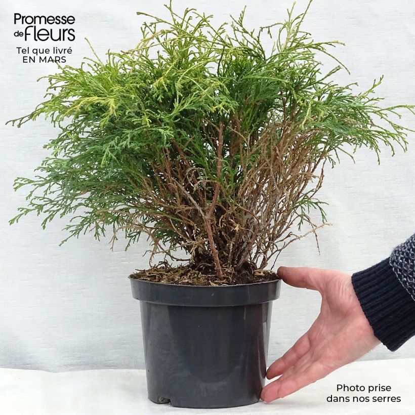 Amostra de Chamaecyparis pisifera Filifera Vaso de 2 L/3 L tal como entregue na primavera