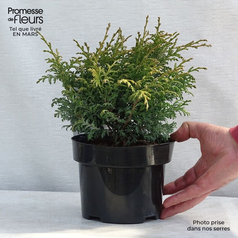 Amostra de Chamaecyparis pisifera Golden Pincushion - Cyprès Sawara Vaso de 2 L/3 L tal como entregue no inverno