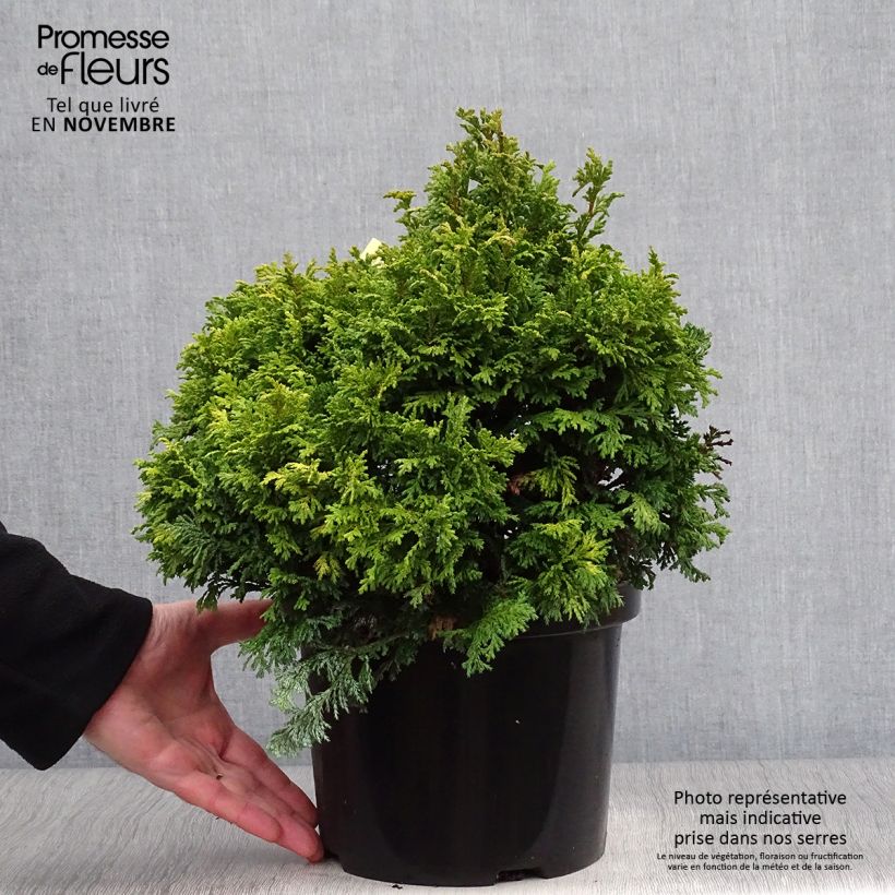 Amostra de Chamaecyparis pisifera Pincushion Vaso de 4 L/5 L tal como entregue no outono