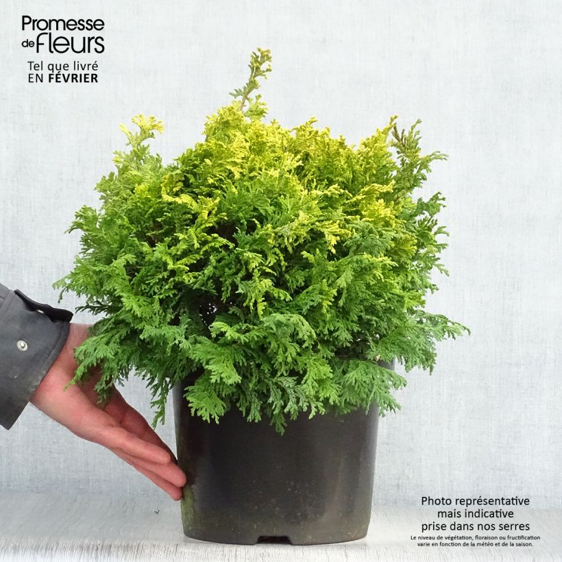 Amostra de Chamaecyparis pisifera Golden Pincushion - Cyprès Sawara Vaso de 4 L/5 L tal como entregue no inverno