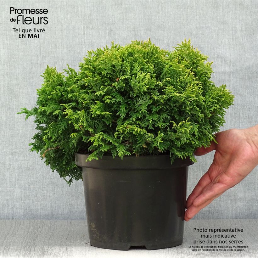 Amostra de Chamaecyparis pisifera Pincushion Vaso de 4 L/5 L tal como entregue na primavera