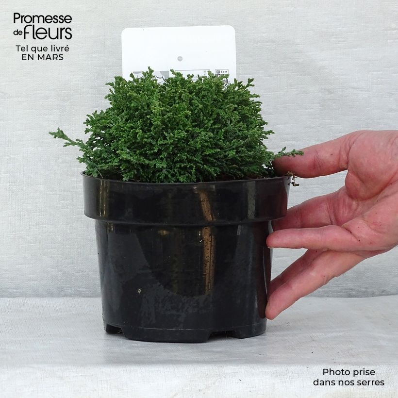 Amostra de Cyprès Sawara - Chamaecyparis pisifera Hime-Sawara Vaso de 2 L/3 L tal como entregue no inverno