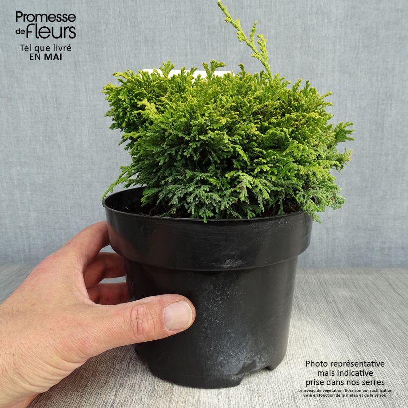Amostra de Chamaecyparis pisifera Hime Sawara Vaso de 2 L/3 L tal como entregue na primavera