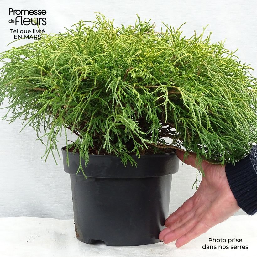 Amostra de Chamaecyparis pisifera Sungold Vaso de 3 L/4 L tal como entregue na primavera