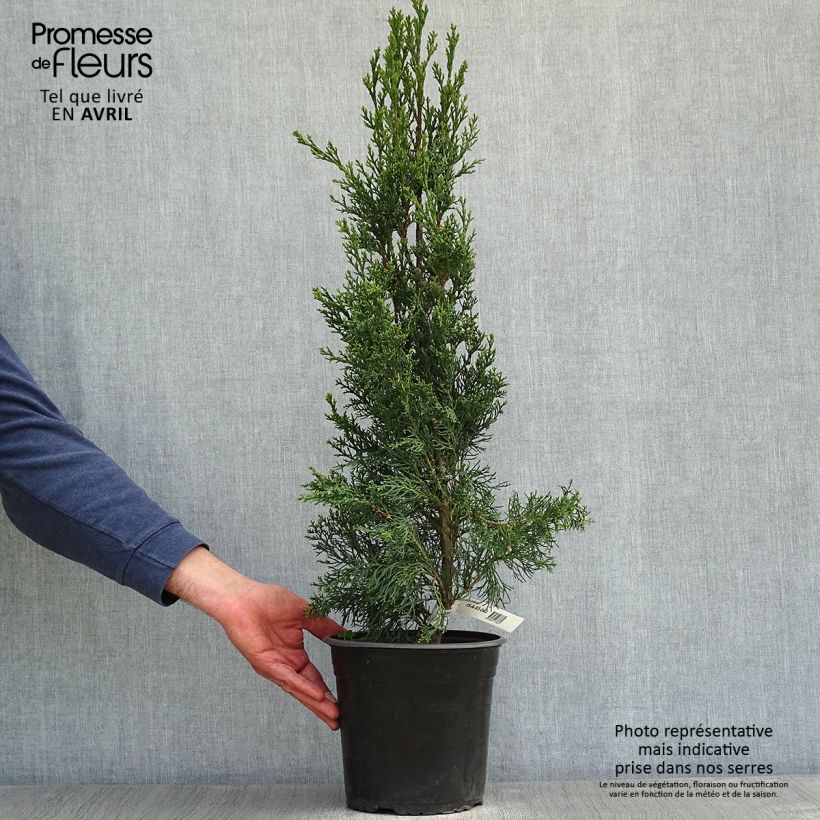 Amostra de Cupressus sempervirens Garda Vaso de 4 L/5 L tal como entregue na primavera