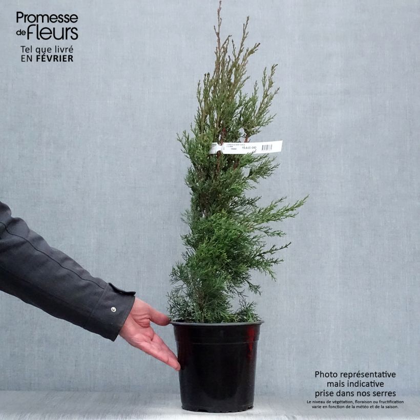 Amostra de Cupressus sempervirens Garda - Cyprès d'Italie, de Provence Vaso de 4 L/5 L tal como entregue no inverno