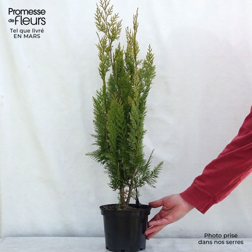 Amostra de Chamaecyparis lawsoniana Alumigold - Cyprès de Lawson  Vaso de 7,5 L/10 L tal como entregue no inverno