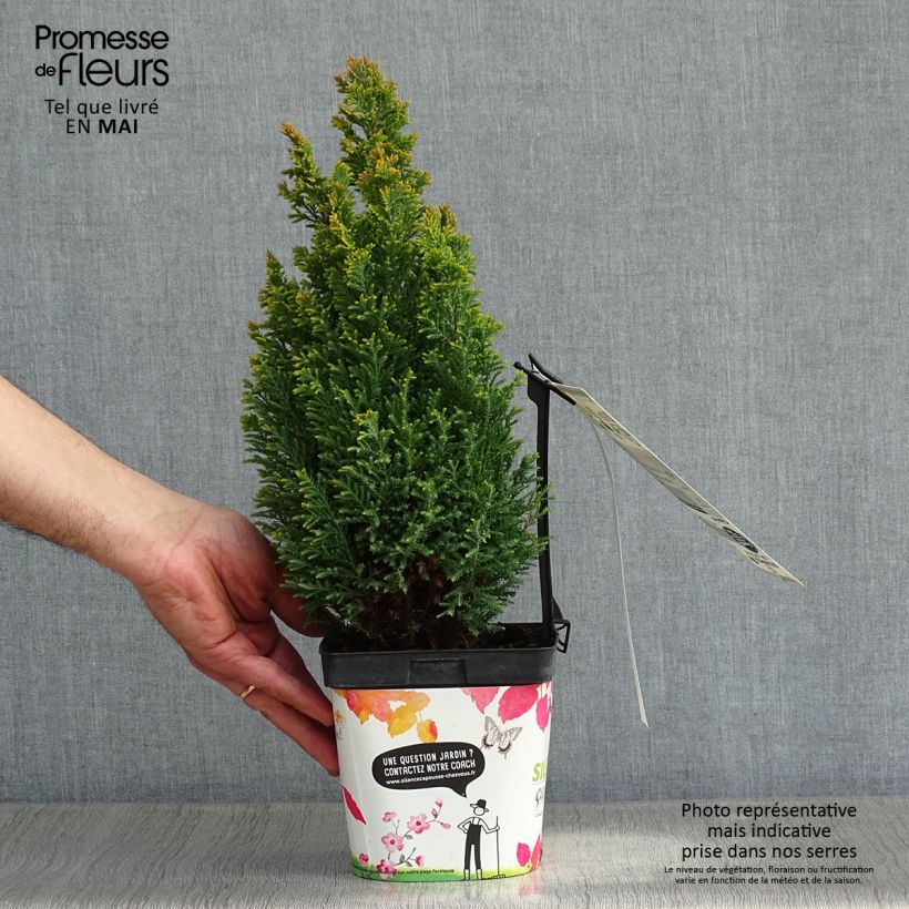 Amostra de Cipreste-de-Lawson Ellwood's Gold - Chamaecyparis lawsoniana Vaso de 2 L/3 L tal como entregue na primavera
