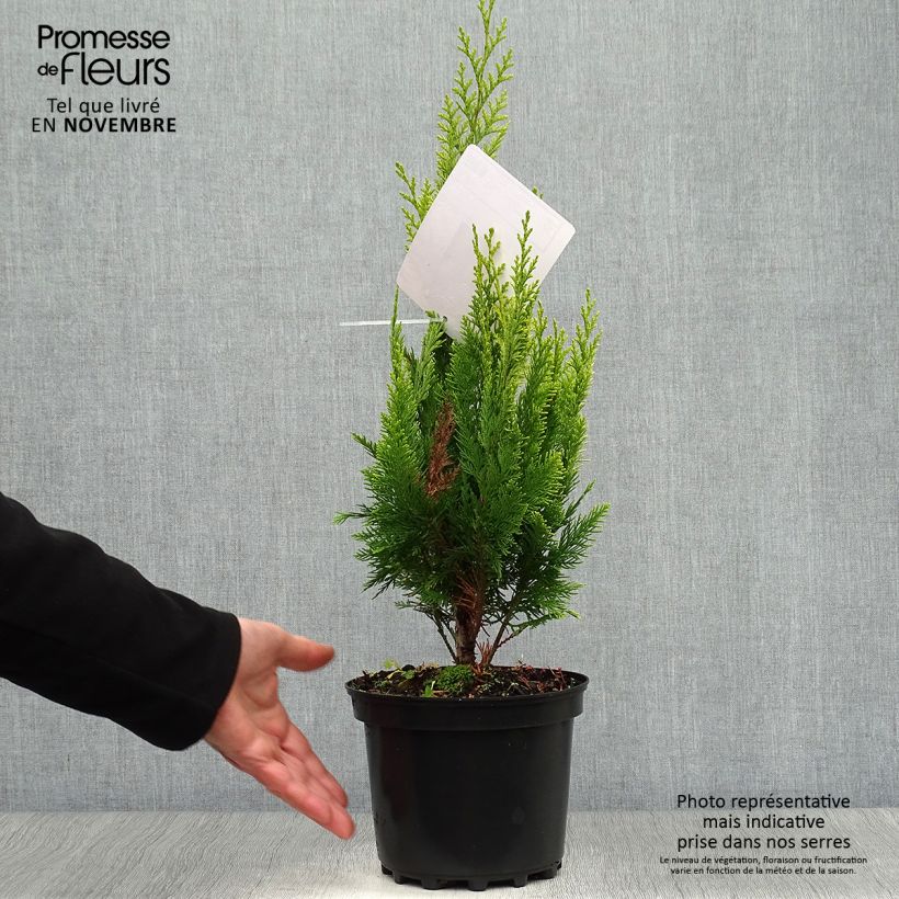 Amostra de Cipreste-de-Lawson Ivonne - Chamaecyparis lawsoniana Vaso de 2 L/3 L tal como entregue no outono