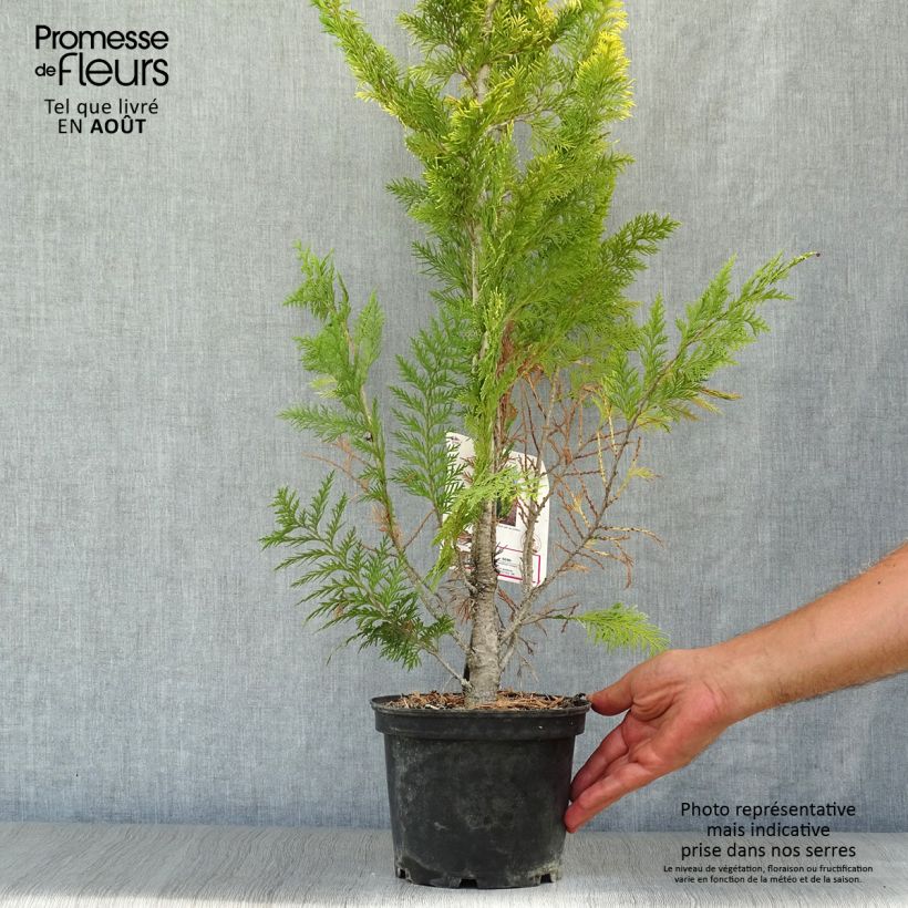 Amostra de Cipreste-de-Lawson Ivonne - Chamaecyparis lawsoniana Vaso de 2 L/3 L tal como entregue no verão