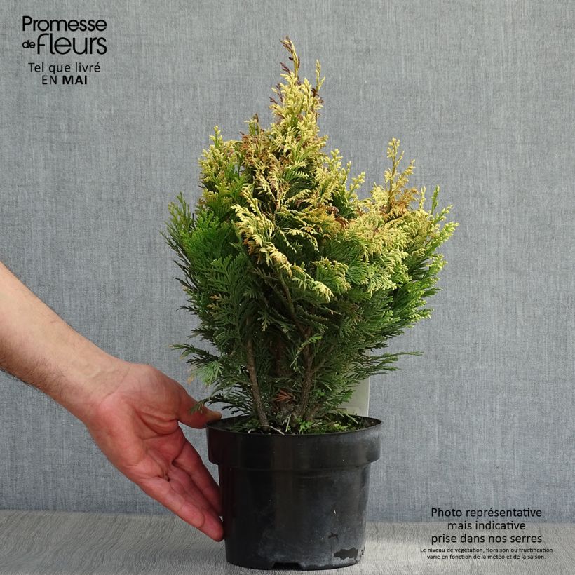 Amostra de Cipreste-de-Lawson Pygmaea Argentea - Chamaecyparis lawsoniana Vaso de 2 L/3 L tal como entregue na primavera