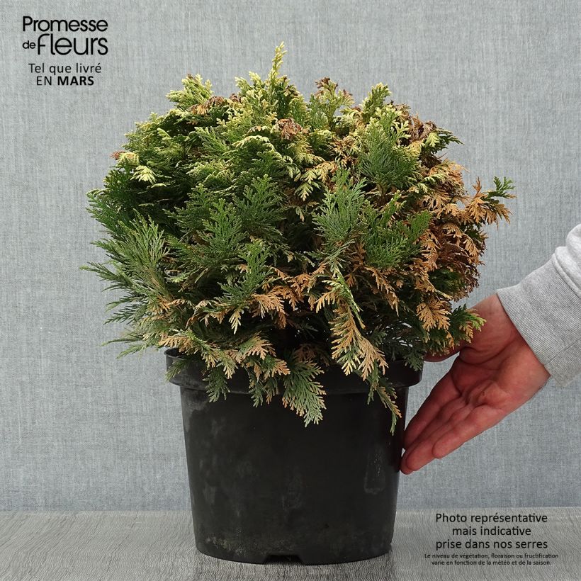 Amostra de Cyprès de Lawson - Chamaecyparis lawsoniana Pygmaea Argentea Vaso de 4 L/5 L tal como entregue no inverno