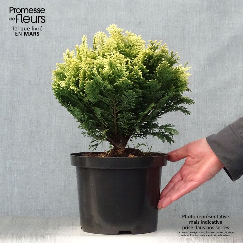 Amostra de Cipreste-de-Lawson Pygmaea Argentea - Chamaecyparis lawsoniana Vaso de 4 L/5 L tal como entregue na primavera