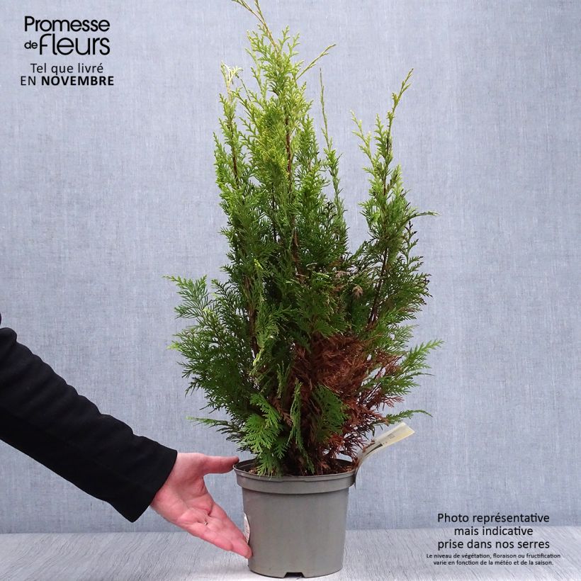 Amostra de Cipreste-de-Lawson Stardust - Chamaecyparis lawsoniana Vaso de 2 L/3 L tal como entregue no outono
