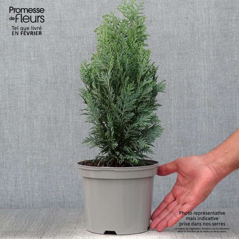 Amostra de Cipreste-de-Lawson White Spot - Chamaecyparis lawsoniana Vaso de 2 L/3 L tal como entregue no outono