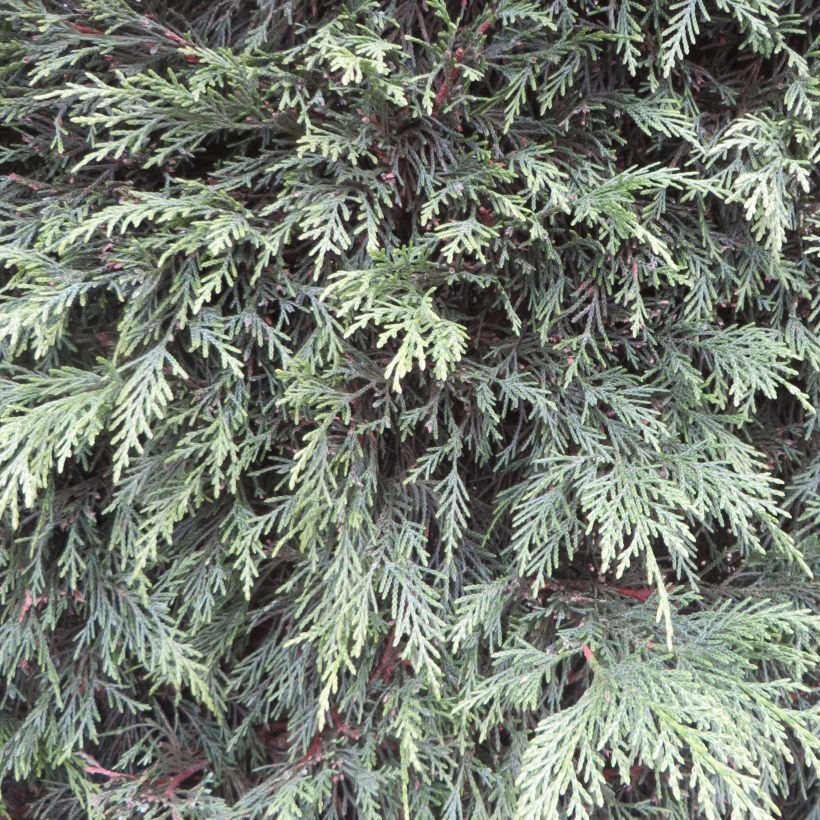 Cupressocyparis leylandii (Folhagem)