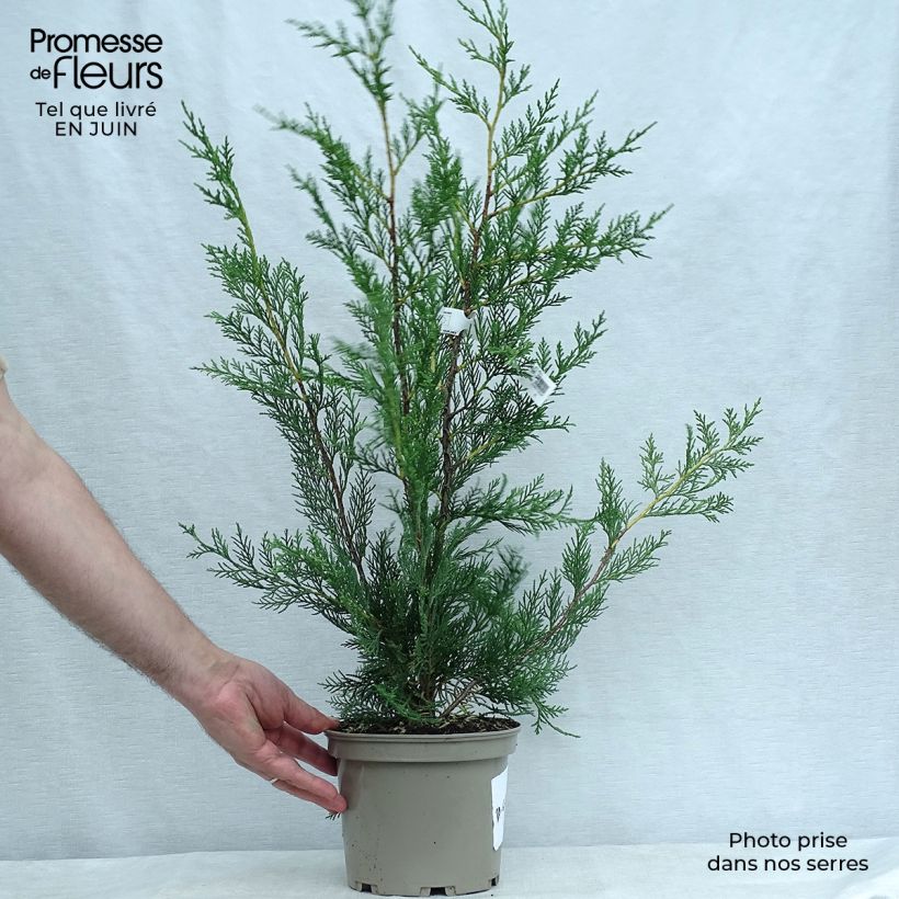 Amostra de Cupressocyparis leylandii Vaso de 2 L/3 L tal como entregue no verão