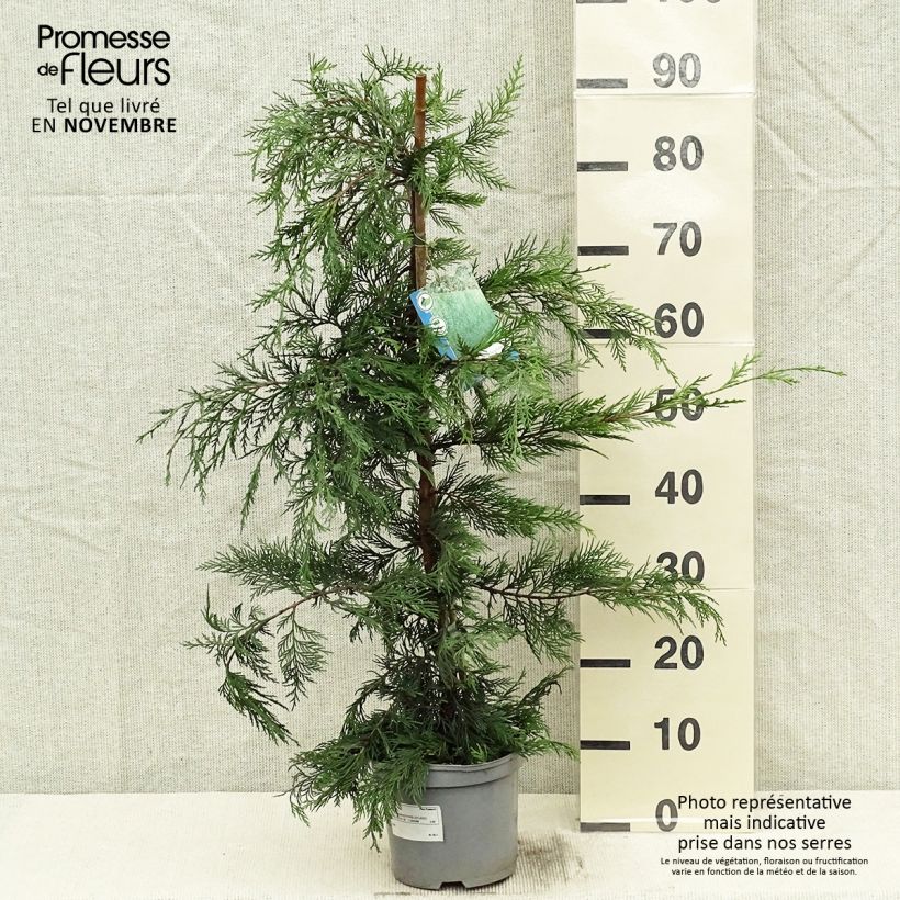 Amostra de Cupressocyparis leylandii Vaso de 2 L/3 L tal como entregue no outono