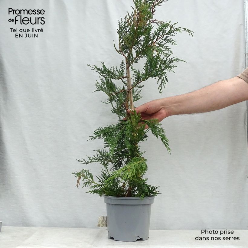 Amostra de Cupressocyparis leylandii Vaso de 4 L/5 L tal como entregue no verão