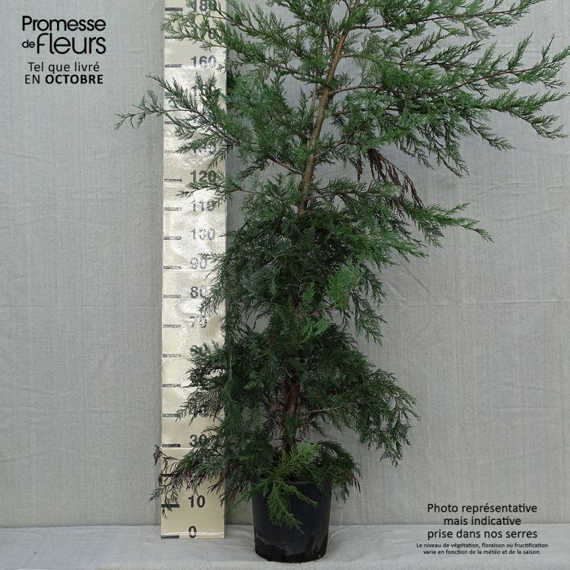 Amostra de Cupressocyparis leylandii Vaso de 6 L/7 L tal como entregue no outono