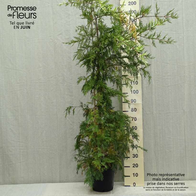 Amostra de Cupressocyparis leylandii Vaso de 6 L/7 L tal como entregue na primavera