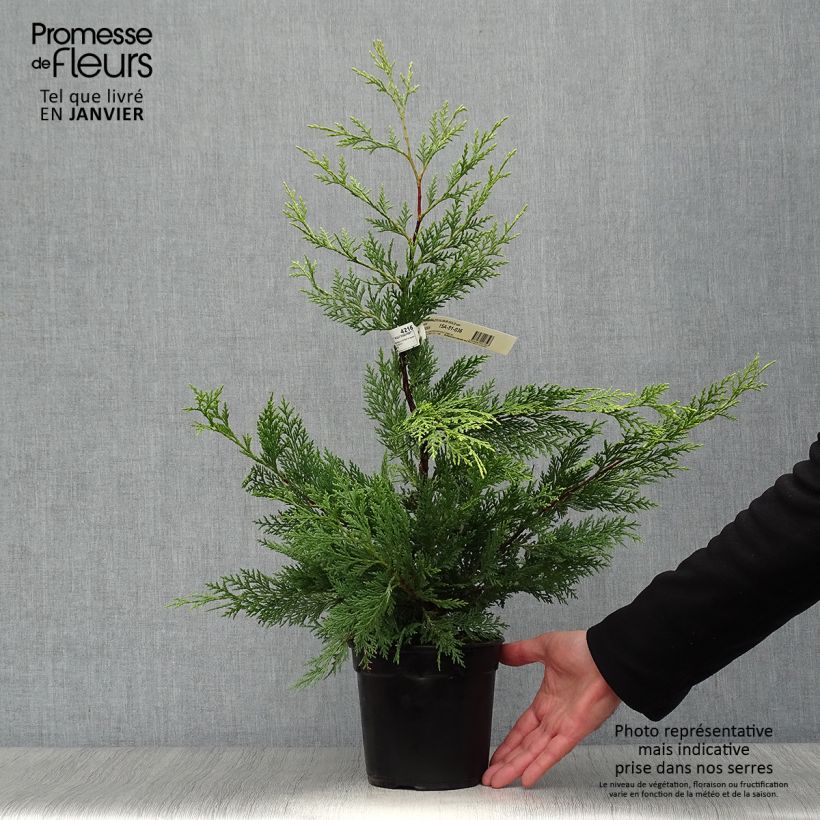 Amostra de Cipreste-de-Leyland Excalibur Gold - Cupressocyparis leylandii Vaso de 2 L/3 L tal como entregue no inverno