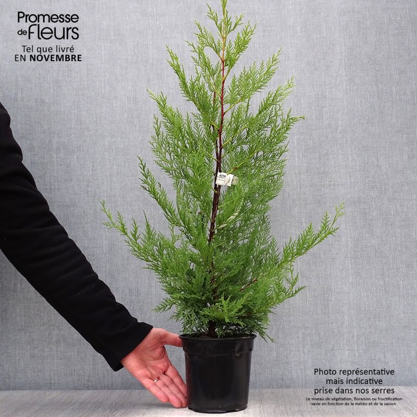 Amostra de Cipreste-de-Leyland Oger - Cupressocyparis × leylandii Vaso de 2 L/3 L tal como entregue no outono