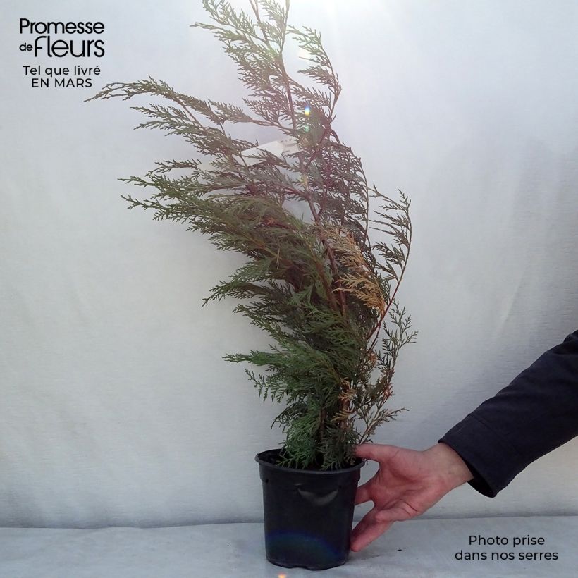 Amostra de Cipreste-de-Leyland Oger - Cupressocyparis × leylandii Vaso de 2 L/3 L tal como entregue na primavera