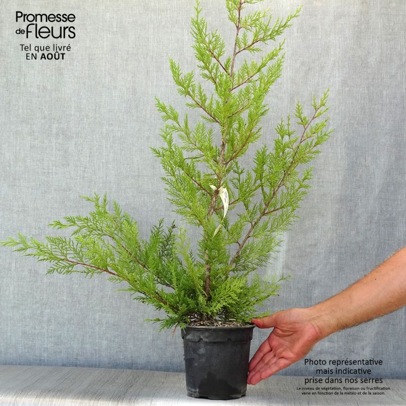 Amostra de Cipreste-de-Leyland Oger - Cupressocyparis × leylandii Vaso de 2 L/3 L tal como entregue no verão