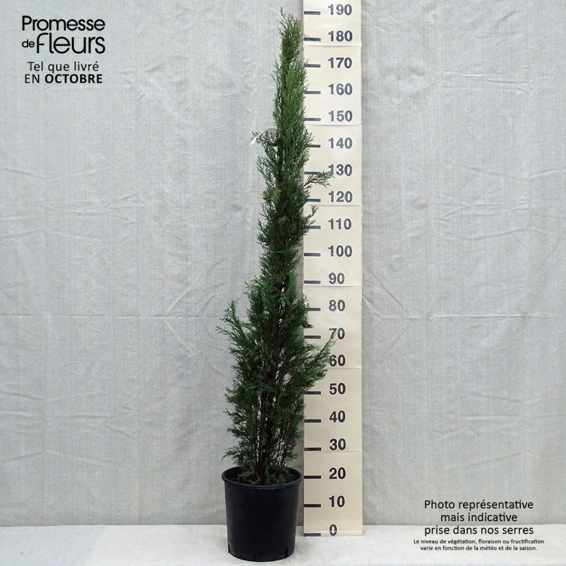 Amostra de Cupressus sempervirens Pyramidalis Vaso de 4 L/5 L tal como entregue no outono