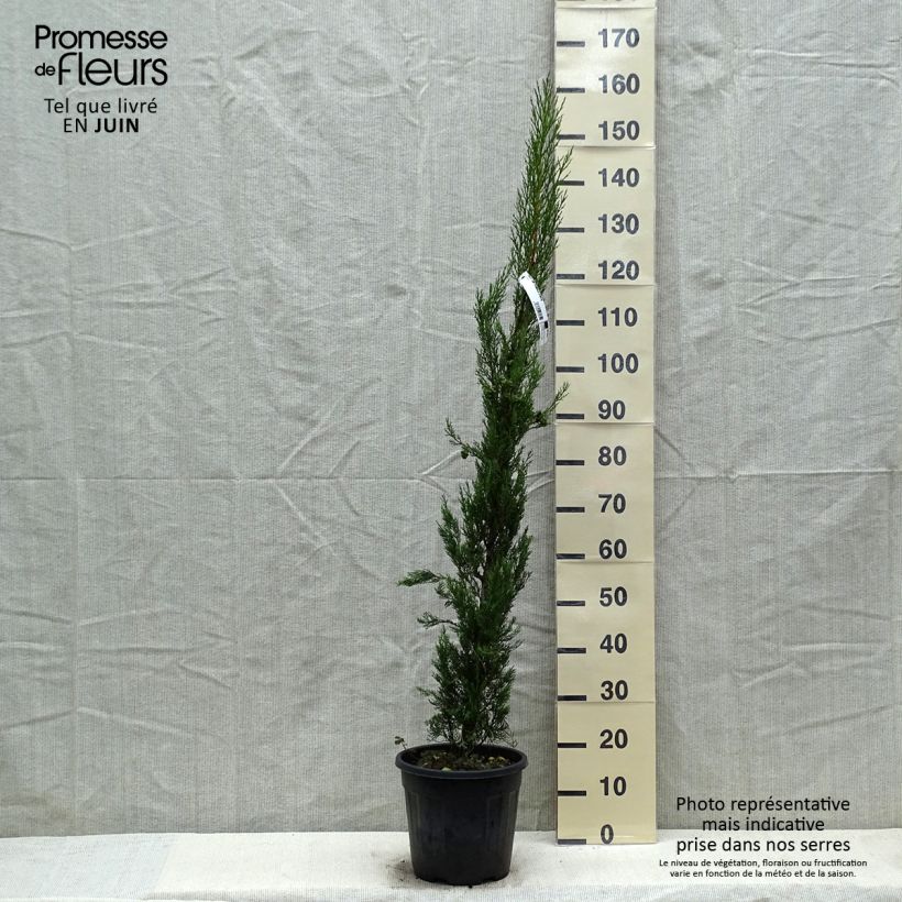 Amostra de Cupressus sempervirens Pyramidalis Vaso de 4 L/5 L tal como entregue na primavera
